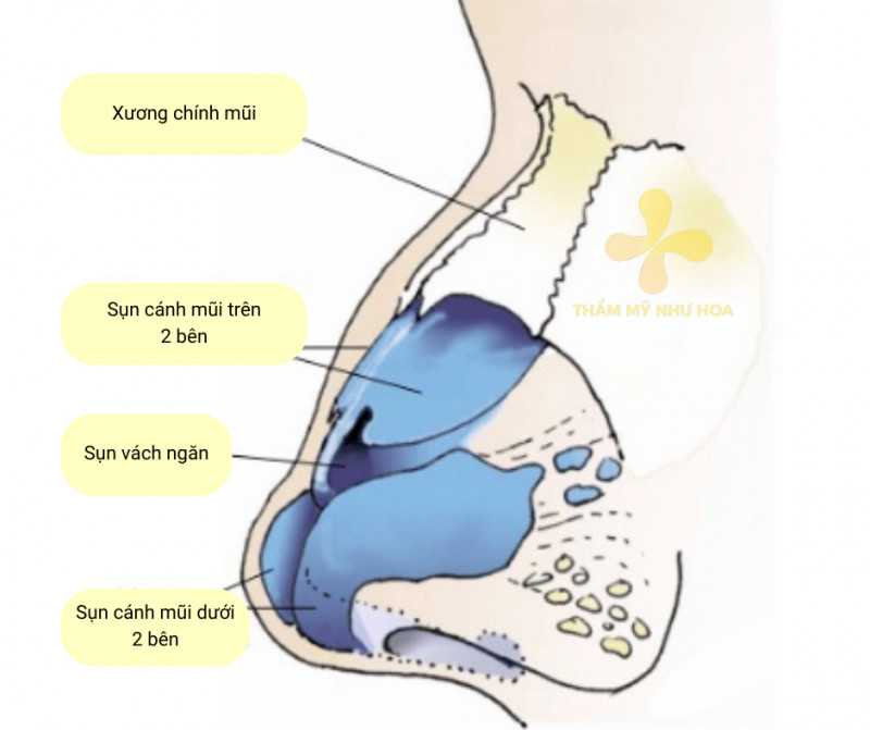 Vị trí của sụn vách ngăn