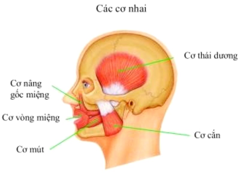 Cân cơ tự thân dùng để nâng mũi