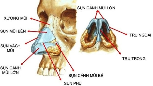 Cụ thể về cấu trúc mũi